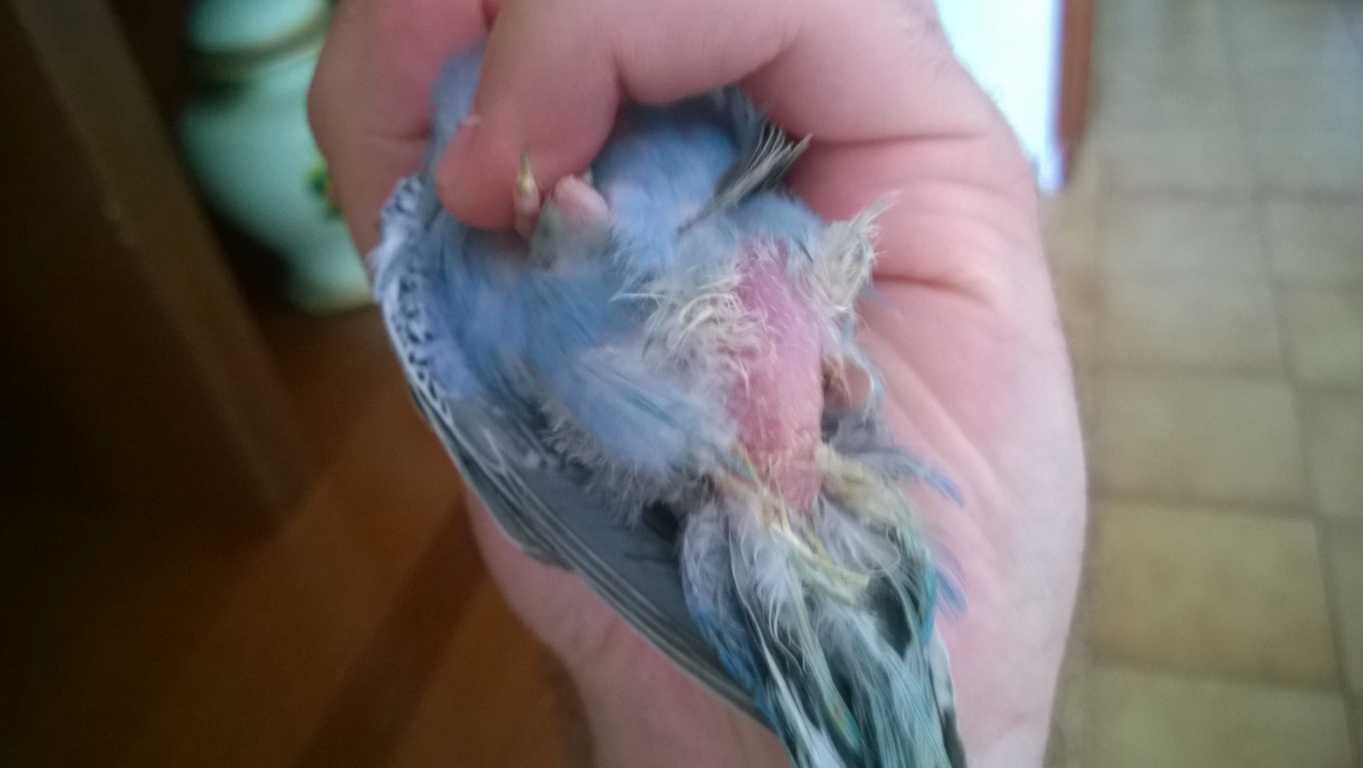 mancanza piume